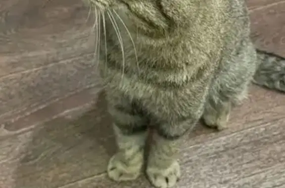 Найдена кошка, Бийск, фото: Кошка найдена, Васильева 3, Бийск