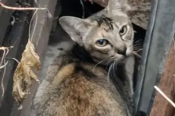 Найдена кошка, Ульяновск, фото: Кошка найдена: Южная ул. 69, Ульяновск