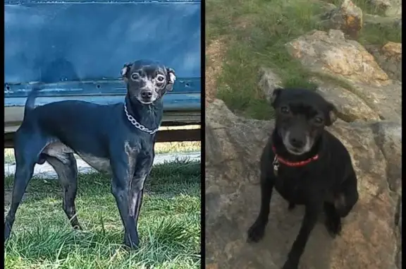 Пропала собака, ул. Франца Голзицкого, 119