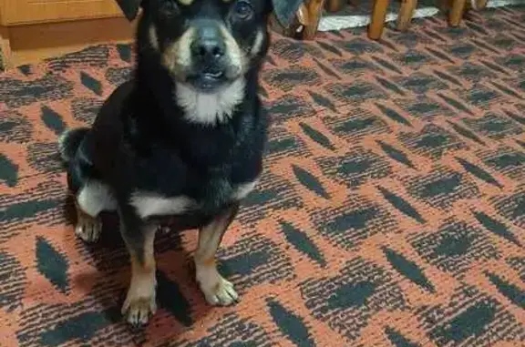 Пропала собака, 3-я Нагорная 38, Сулин