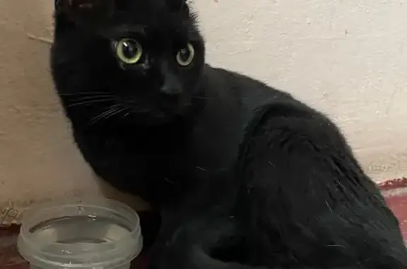 Кошка найдена: ул. Патриотов, 8, Екб