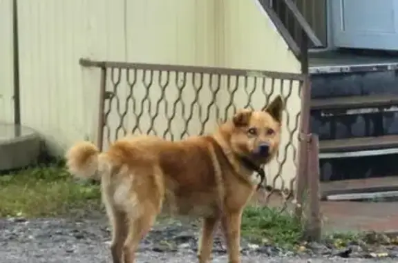 Найдена собака, Тула, фото: Собака найдена: Венёвское шоссе, 5