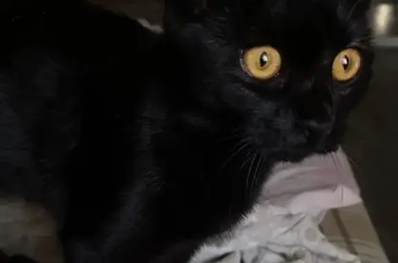 Котик найден: Амурская ул., 59, Чита