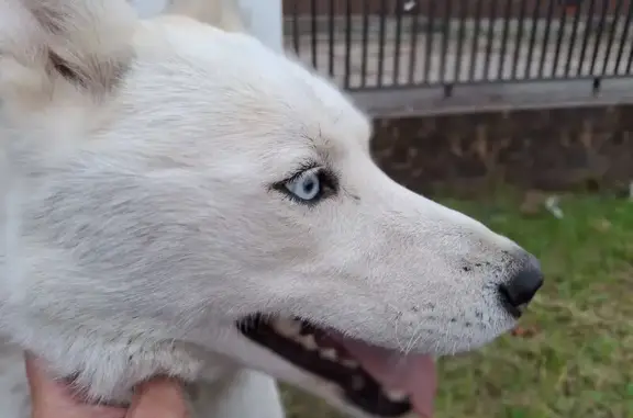 Найдена собака, Анапа, фото: Хаски найдена у санатория 