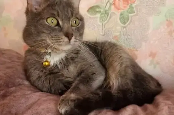 Кошки потеряшки, Курган, фото: Потеряшка кошка, ул. Красина, 67А, Курган