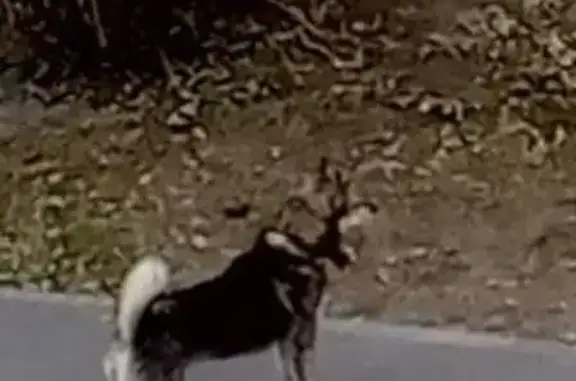 Найдена собака, Тюмень, фото: Найдена собака, Сургутская 21А, Тюмень