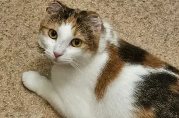 Пропала кошка на ул. Володарского, 18