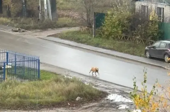 Найдена собака, Калуга, фото: Собака найдена на ул. Нижняя Садовая, 144
