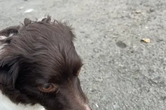 Найдена собака, Екатеринбург, фото: Собака найдена у Донбасская, 25, Екатеринбург