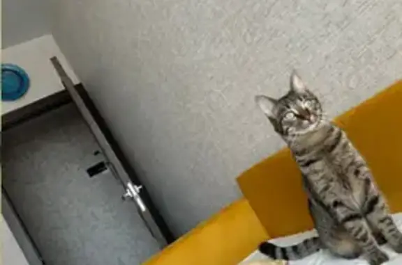 Пропал кот в СНТ Ручеек П, Подольск