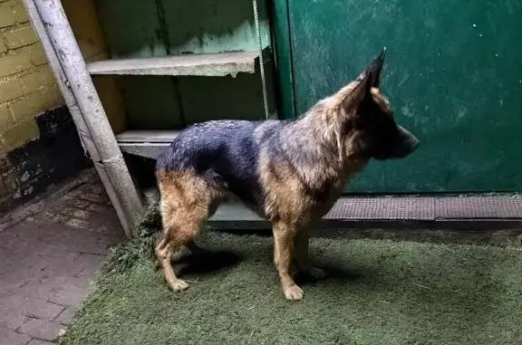 Найдена собака, Белгородская область, фото: Собака найдена: Чаплыжный, Белгородская обл.