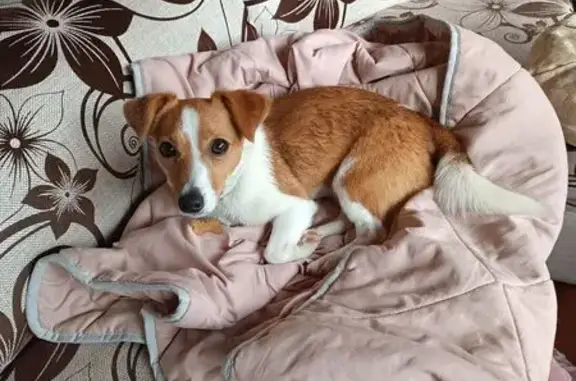 Пропала собака, ул. Свердлова, 50, Балашиха