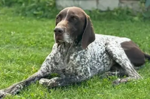 Пропала собака в районе Бобровка-Калиновка