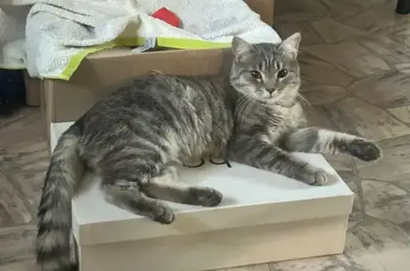 Найдена кошка, Тюмень, фото: Ласковая кошка найдена на ул. Фёдорова, Тюмень