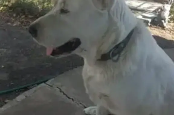 Собаки потеряшки, Таганрог, фото: Потеряшка собака у Николаевского шоссе, 30а