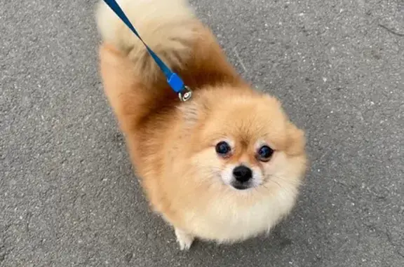 Найдена собака, Череповец, фото: Собака найдена на Рыбинской, 6, Череповец