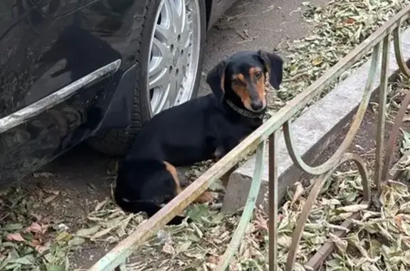 Найдена собака, Красноярск, фото: Собака найдена, ул. Юности 26, Красноярск