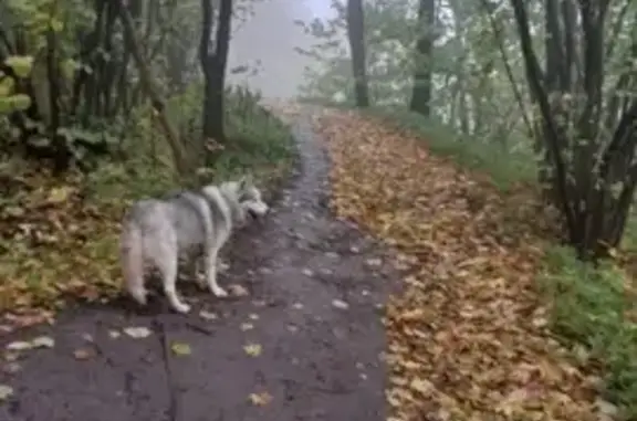 Пропала хаски, ул. Хохлова, Гатчина