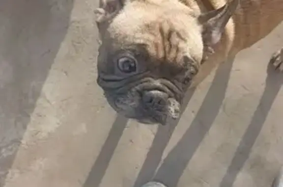 Найдена собака, Копейск, фото: Найдена собака, ул. Курская 2, Копейск