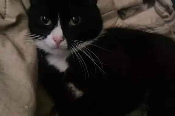 Пропала кошка, ул. Коммуны, 120, Всеволожск