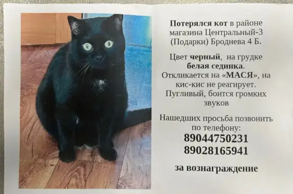 Пропала кошка Мася, Салехард, ЯНАО