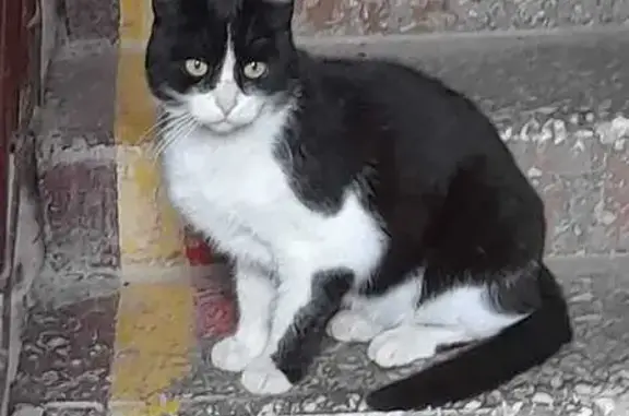 Найдена кошка, Верхняя Пышма, фото: Кот найден на Петрова, 41/1, Верхняя Пышма