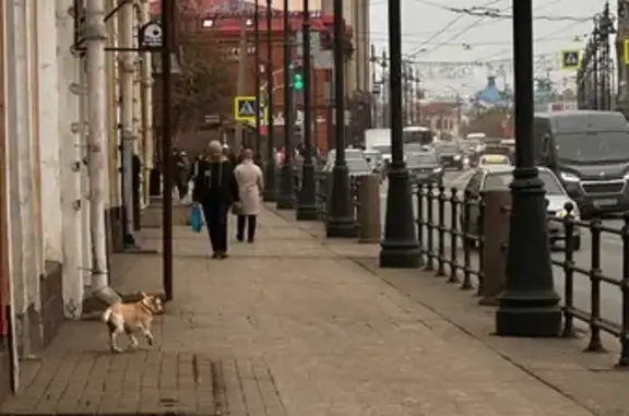 Найдена собака, пр. Ленина, 76А, Томск