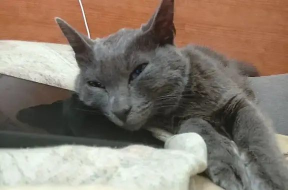 Найдена кошка, Владимирская область, фото: Кошка найдена: Владимир, Владимирская обл.