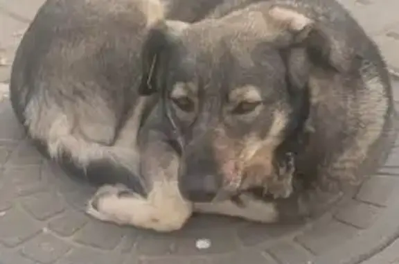 Кошка найдена в Воронеже, Воронежская обл.