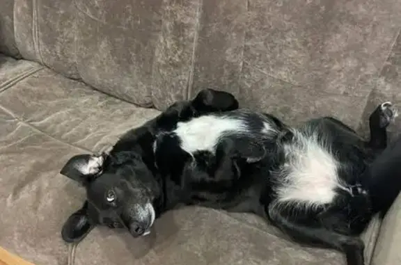 Пропала собака, Абрикосовая ул., 81