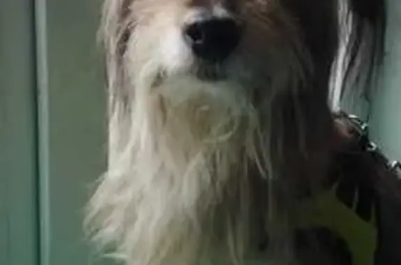 Найдена собака, Саратов, фото: Собака найдена: Пензенская ул. 4, Саратов