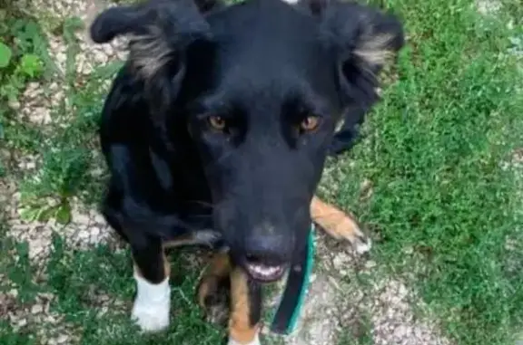 Пропала собака, ул. Декабристов, Сызрань