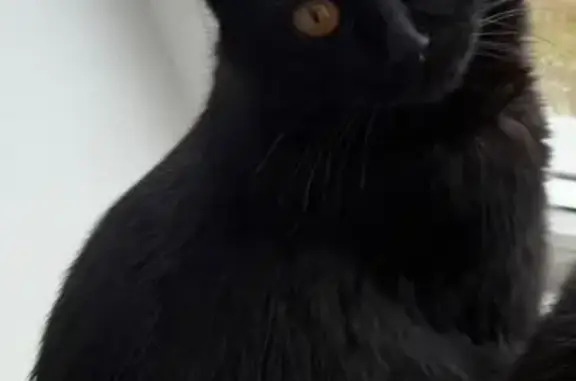 Кошки потеряшки, , фото: Потеряшка черная кошка, Хрустальная 12, Донецк