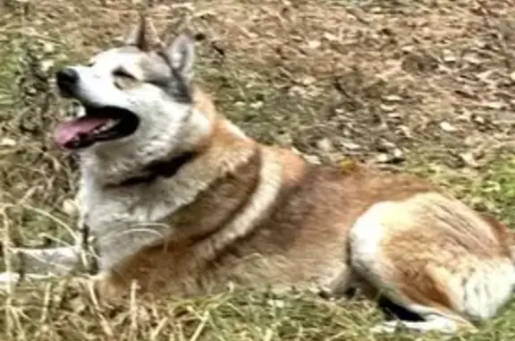 Пропала собака, Евлашево, Пензенская обл.