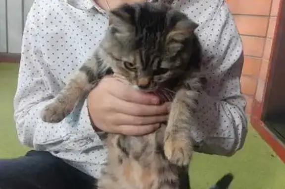Найдена кошка, Ростов-на-Дону, фото: Кошка найдена: ул. Огарёва, 6, Ростов-на-Дону
