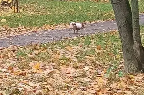 Найдена собака, Москва, фото: Собака найдена на Молодогвардейской, 10с6