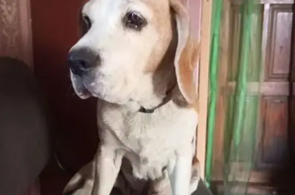 Пропала собака, Черногорск, Сиреневая 31