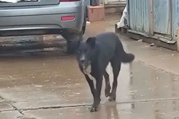 Найдена собака, Симферопольское ш., 280 к3