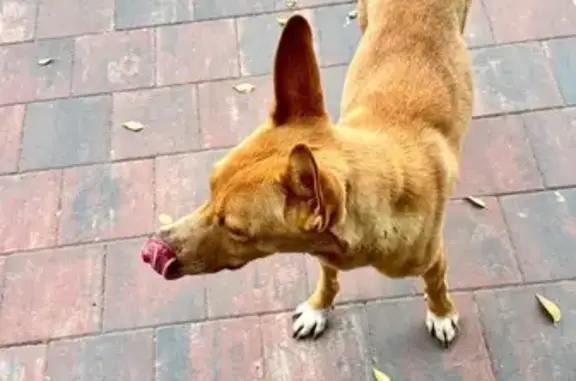 Собака найдена в парке, Волгоград