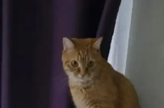 Кошки потеряшки, Гридино, фото: Потеряшка кот Лев, 34Н-32, Гридино