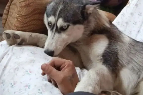 Пропала хаски Белла в Волчанске