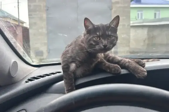 Пропала кошка, ул. Маяковского, 47