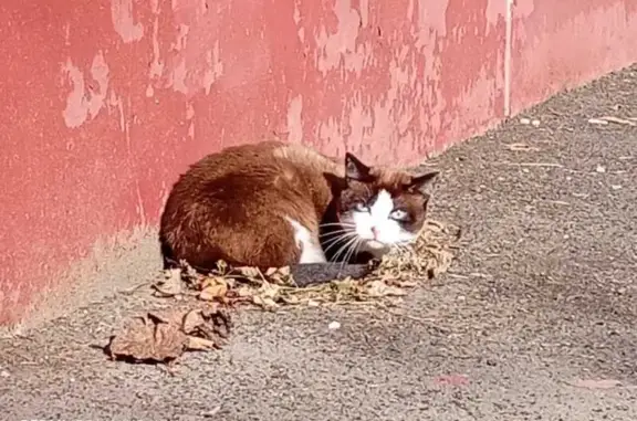 Найдена кошка, Барнаул, фото: Кот найден у Антона Петрова, 156, Барнаул