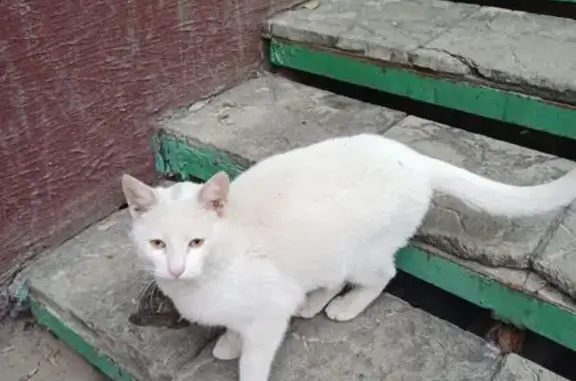Найдена кошка, Волгоград, фото: Кошка найдена: Козловская 37А, Волгоград
