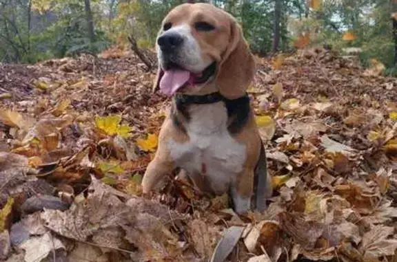 Собаки потеряшки, городской округ Новочеркасск, фото: Потеряшка собака у Александровского парка