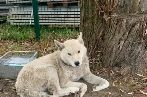 Собака найдена на ул. Гагарина 243, Калининград