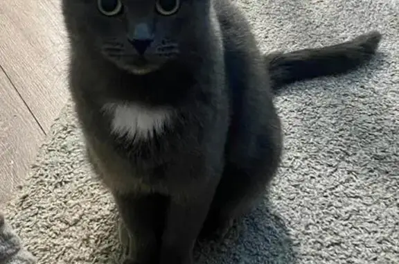 Пропала кошка, ул. Горького 92, Калуга