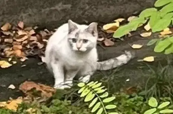 Кошка найдена, нужен дом, ул. Матросова 6В