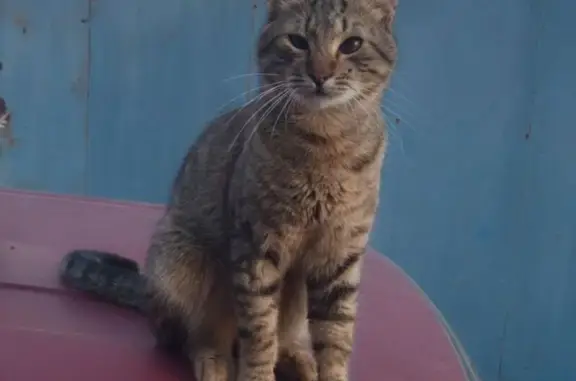 Пропала кошка, ул. Монтажников, 1А