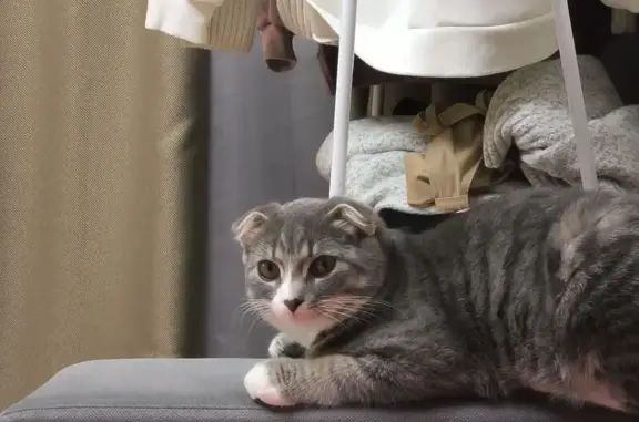 Пропал шотландский кот, Орёл, Васильевская 123